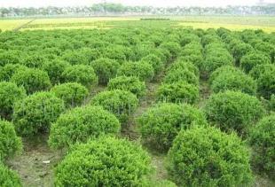 龍柏球,大葉黃楊球等綠化苗木_農副產品_世界工廠網中國產品信息庫