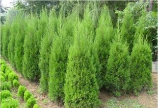供應南京優質蜀檜苗木、蜀檜苗圃批發市場價格優惠_農副產品_世界工廠網中國產品信息庫
