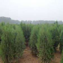 北京檜柏報價|各種苗木_農副產品_世界工廠網