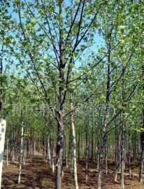 供應各種規格綠化苗木,造型速生法桐,法桐國槐_農副產品_世界工廠網中國產品信息庫