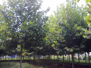 供應(yīng)1公分法桐樹苗批發(fā)價(jià)格首選七號(hào)苗木_農(nóng)副產(chǎn)品_世界工廠網(wǎng)中國產(chǎn)品信息庫