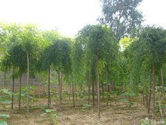 供應{最新產品}天津紅葉楊 紅葉楊價格 紅葉楊批發-【綠源苗木】_農副產品_世界工廠網中國產品信息庫