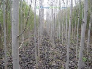 供應北京毛白楊天津毛白楊遼寧毛白楊廠家價格毛白楊苗木_農副產品_世界工廠網中國產品信息庫