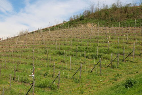 花卉 苗木 果樹(shù)主要使用哪些肥料和農(nóng)藥