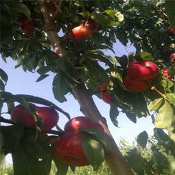 新聞 黃驊春雪桃樹(shù)苗廠家直銷