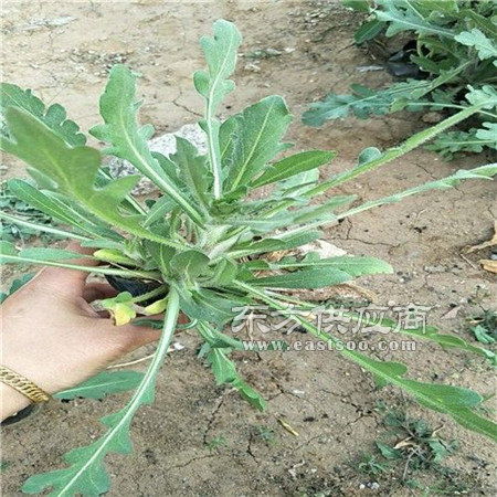 宿根花卉廠家 石河子宿根花卉 華茂花卉苗木圖片