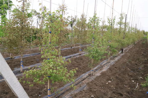 喜報(bào) 抬頭園林榮獲觀賞苗木 新產(chǎn)品 新品種 獎(jiǎng)