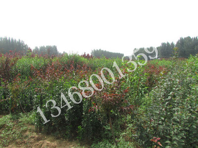 廠家直銷北海道黃楊圖片|廠家直銷北海道黃楊產(chǎn)品圖片由泰安市新葉苗木供銷合作社公司生產(chǎn)提供-