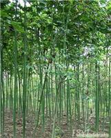 找上海苗木-上海苗木批發(fā)-上海苗木價(jià)格-上海苗木基地的上海青桐小苗公司價(jià)格、圖片、詳情,上一比多_一比多產(chǎn)品庫