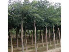 速生國槐小苗/速生國槐小苗種植基地--山東樂元苗木供應(yīng)產(chǎn)品山東濟(jì)寧樂元苗木