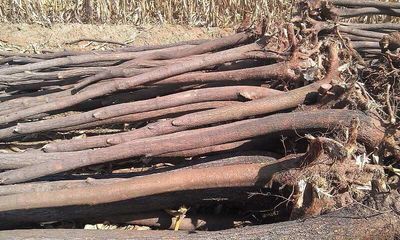 山西譽(yù)楊苗木基地_產(chǎn)品信息