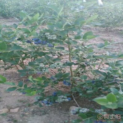 【利升苗木廠家直銷藍(lán)莓種苗藍(lán)莓種苗基地價(jià)格產(chǎn)量高】泰安開發(fā)區(qū)利升園藝場 - 產(chǎn)品庫