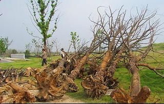 行業(yè)技術(shù) 苗木驗(yàn)收的關(guān)鍵要點(diǎn)