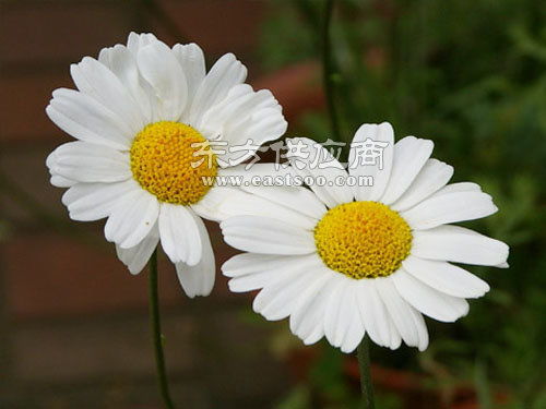 重慶草花 草花廠家 君誠花卉苗木圖片