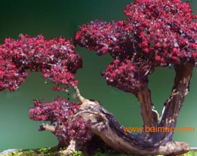 湖南紅繼木基地 紅花繼木種植 湖南桂花樹 湖南紅葉石楠,湖南紅繼木基地 紅花繼木種植 湖南桂花樹 湖南紅葉石楠生產(chǎn)廠家,湖南紅繼木基地 紅花繼木種植 湖南桂花樹