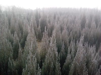 檜柏價格 檜柏供應_農副產品_世界工廠網