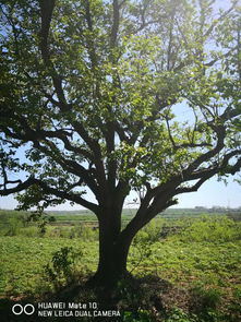 苗木通新晉會員山西南軍伶 用心經營,品質至上,專供精品苗木