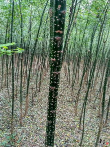 精品苗木推薦 公司相冊 河南鄭州新密市風尚種植專業合作社