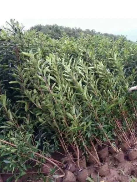 恭喜鹽城經濟技術開發區鳴沁農產品經營部入駐苗木通 專供精品苗