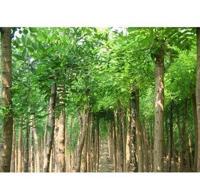 山東濟寧園林綠化苗木工程公司國槐法桐白蠟五角楓