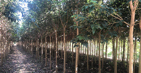 東臺(tái)市東霞苗木