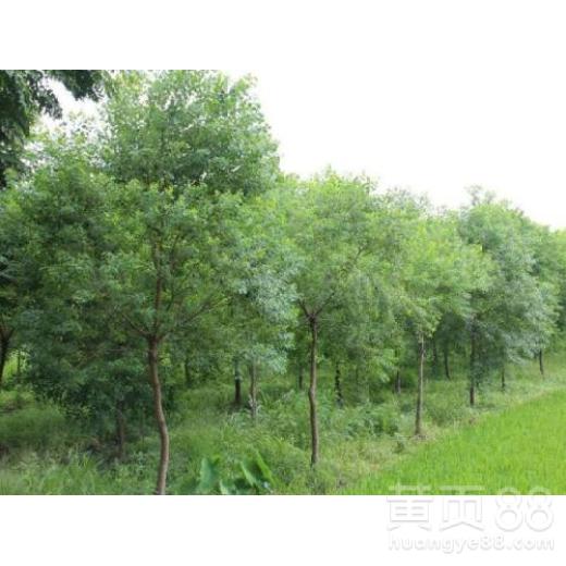 【天津?yàn)蹊昝缒九l(fā)價(jià)格】- 