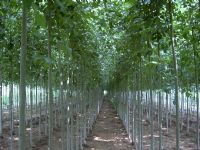 綠化苗木產(chǎn)品,苗木圖片信息 252