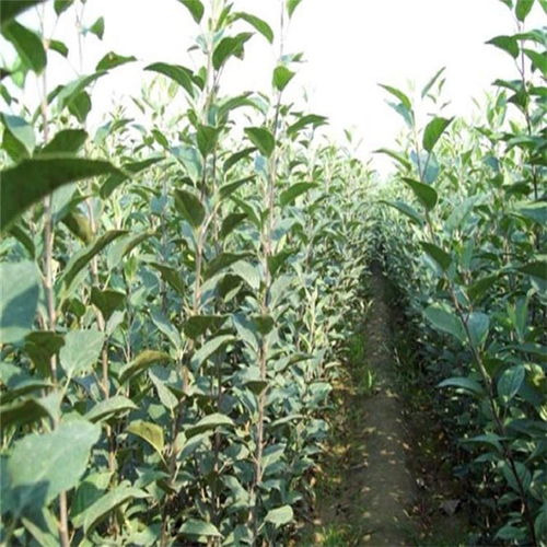 2公分柿子樹苗價(jià)格及報(bào)價(jià)