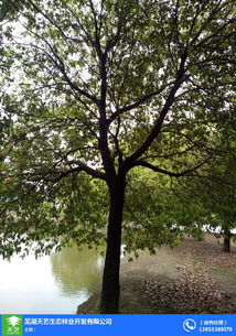 苗木,苗木農場,大葉女貞苗木批發