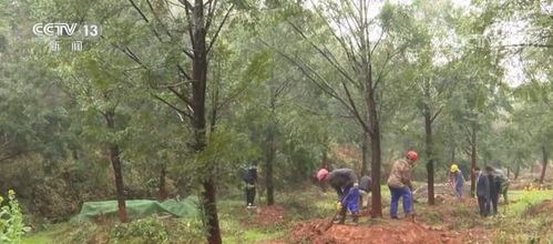 苗木交易市場活躍 保障國土綠化需要