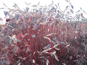 紅瑞木基地種植基地 紅瑞木價格基地 紅瑞木基地