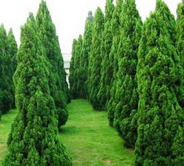 供應山東銷量好的綠化苗木 批發綠化苗木