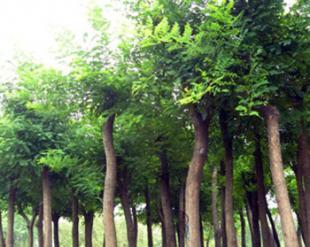 國(guó)槐4年生苗由山西春恒苗木提供_農(nóng)副產(chǎn)品_世界工廠網(wǎng)