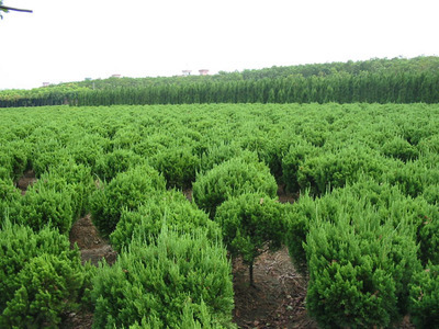 山東綠化苗修剪不當(dāng)易導(dǎo)致苗木生長(zhǎng)衰弱_福建南安市南輝起重機(jī)械廠 - 商國(guó)互聯(lián)網(wǎng)