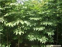 鄢陵苗木價(jià)格_鄢陵苗木價(jià)格高清大圖_鄢陵苗木價(jià)格高清圖片_一比多產(chǎn)品庫(kù)