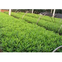 綠化苗木供應(yīng)商 濟(jì)南綠化苗木 君誠(chéng)花卉苗木廠 查看