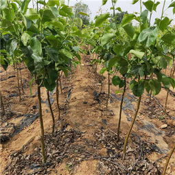 新聞推薦 金秋梨樹苗 產品供應 重慶市