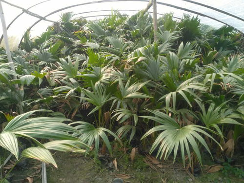 【四川蒲葵,貴州蒲葵,熱帶植物供應】- 