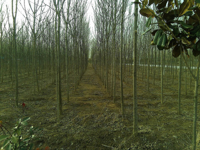 眾盈苗木合作社 主要產品有:6--8公分白蠟 國槐等綠花苗木。我們承諾:現場選樹,隨選隨挖,上貨速度快,確保成活率