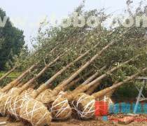 26公分銀杏苗木價格優質商家置頂推薦產品