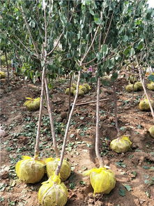 3公分杏樹圖片 4公分杏樹苗 5公分杏樹品種介紹