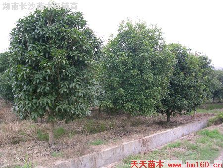 湖南長(zhǎng)沙苗木經(jīng)銷(xiāo)商