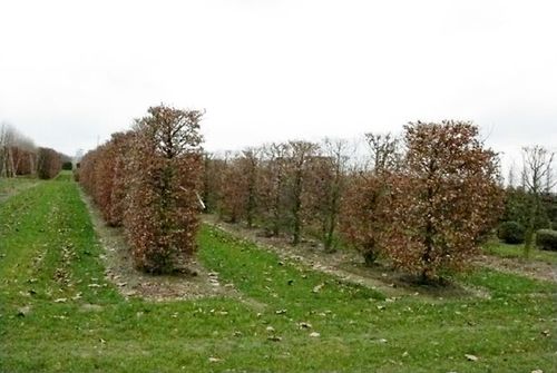 當(dāng)前國(guó)內(nèi)綠化苗木標(biāo)準(zhǔn)化面臨著哪些問(wèn)題