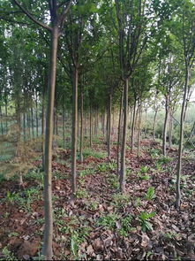 絳縣森之泉苗木種植專(zhuān)業(yè)合作社