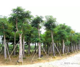 2017年廣東地區(qū)鳳凰木最新苗木報(bào)價(jià)及鳳凰木苗木價(jià)格行情