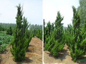 企業(yè)動(dòng)態(tài) 沭陽(yáng)縣好景園林綠化苗木場(chǎng)