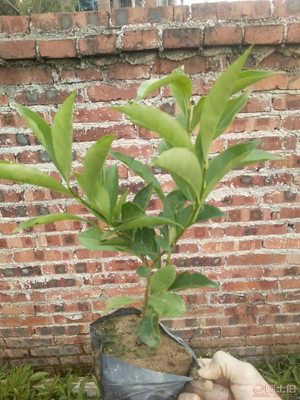 【鴛鴦茉莉園林綠化盆栽花卉、質(zhì)優(yōu)價(jià)廉】綠化苗木,價(jià)格,廠家,供應(yīng)商,花木,龍海市東泗興輝園藝場(chǎng) - 產(chǎn)品庫(kù)