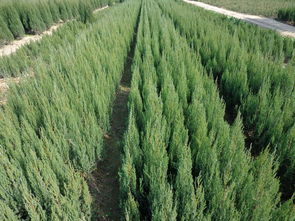 河南檜 河南檜價(jià)格 河南檜報(bào)價(jià) 河南添寶苗木