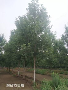 優(yōu)質(zhì)苗木新選擇：地推有料D13，開(kāi)啟綠色生活