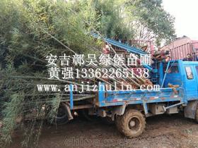 苗圃用品供應(yīng)商與批發(fā)市場(chǎng)價(jià)格分析及苗木采購(gòu)指南